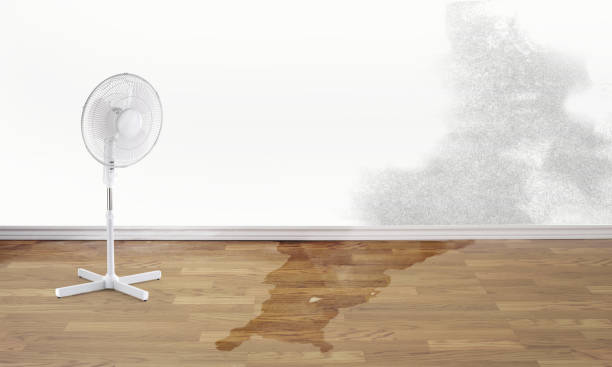 Best Water damage contractors near me  in Deland Southwest, FL